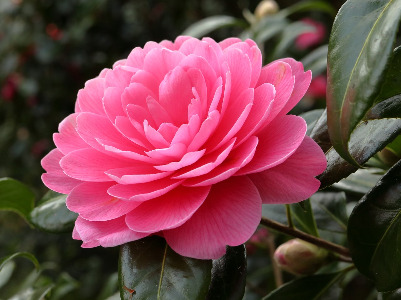 C. x williamsii 'Perfecta (Jury)'